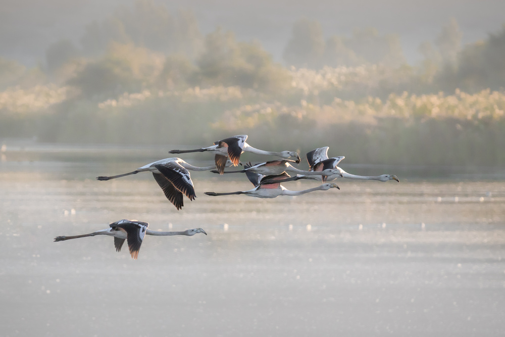 Greater Flamingos von Natalia Rublina