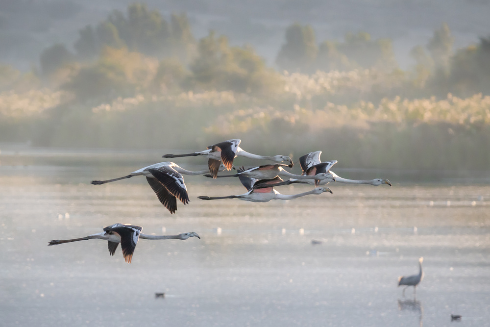 Greater Flamingos in flight ... von Natalia Rublina