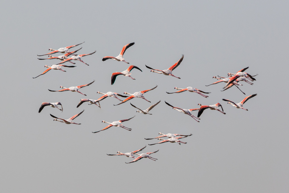 Greater Flamingos in flight von Natalia Rublina