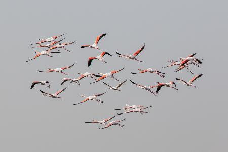 Greater Flamingos in flight