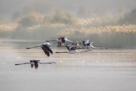 Greater Flamingos