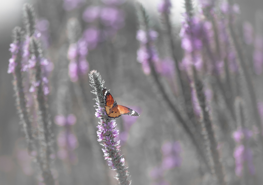 Butterfly in the morning light von Natalia Rublina