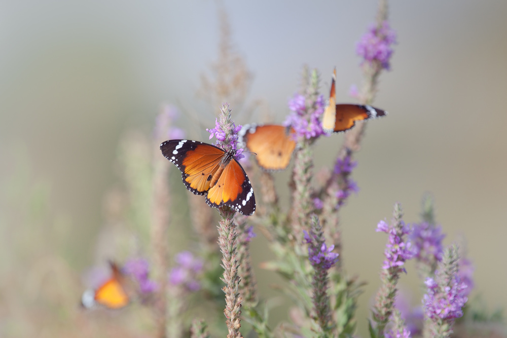 Butterflies and Flowers ... von Natalia Rublina