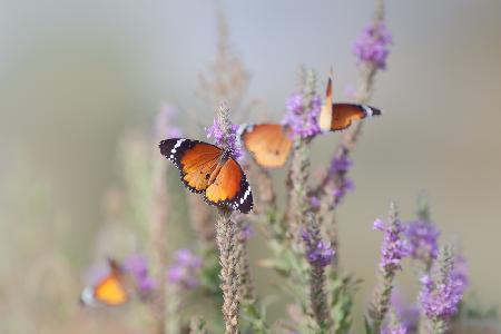 Butterflies and Flowers ...