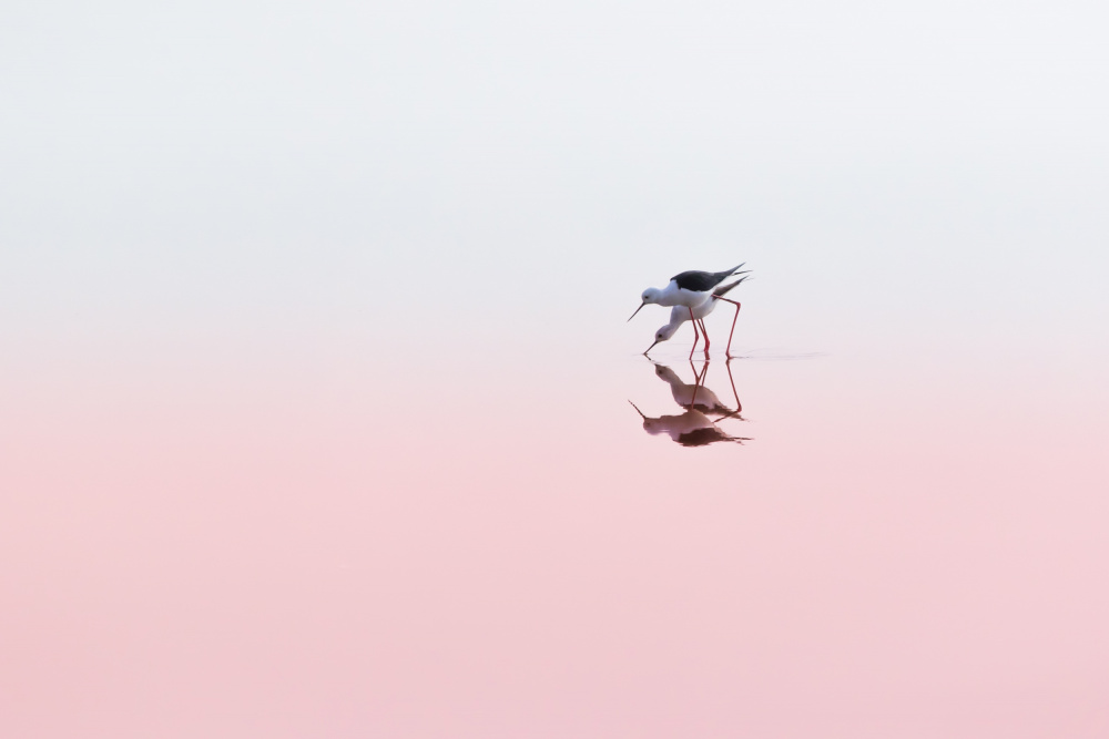 Black Winged Stilts von Natalia Rublina