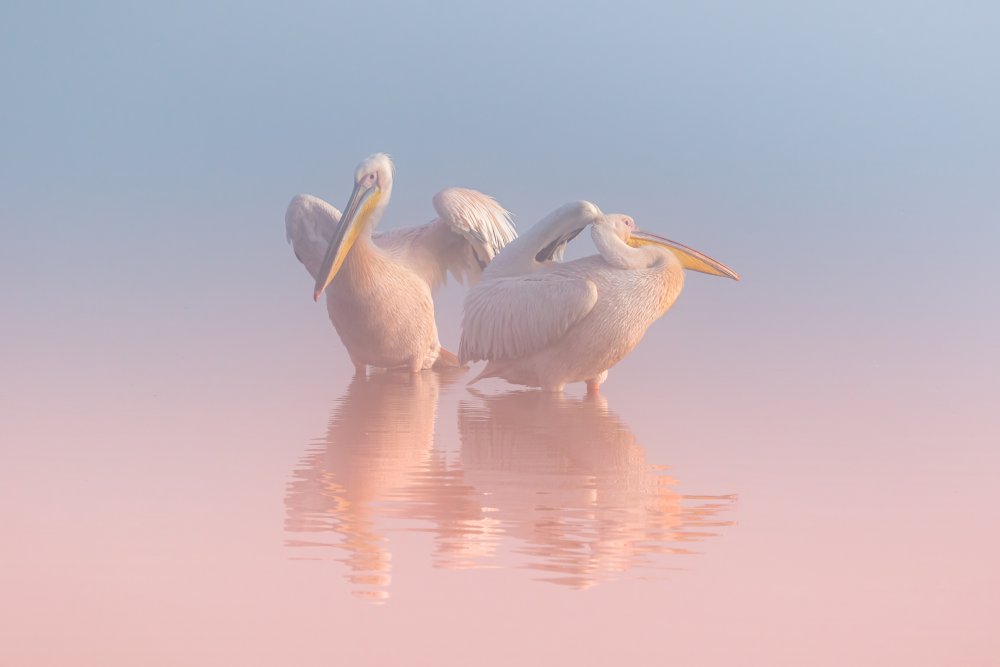 Two Pelicans von Natalia Rublina