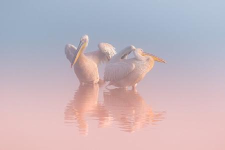 Two Pelicans