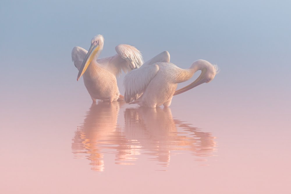 Two Pelicans von Natalia Rublina