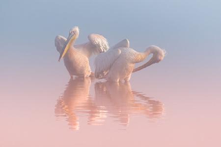 Two Pelicans