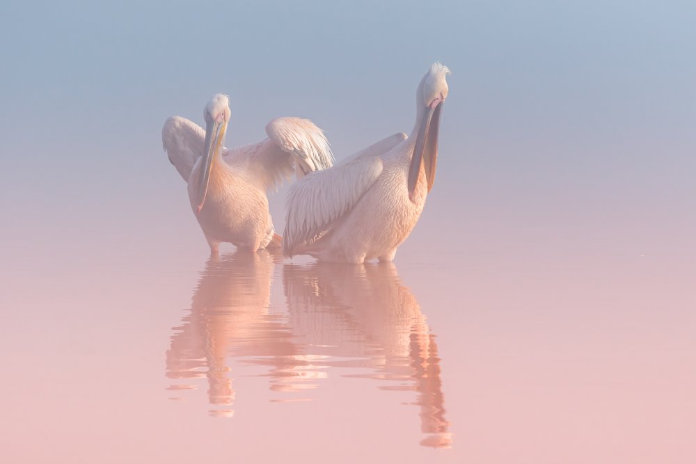 Two Pelicans von Natalia Rublina