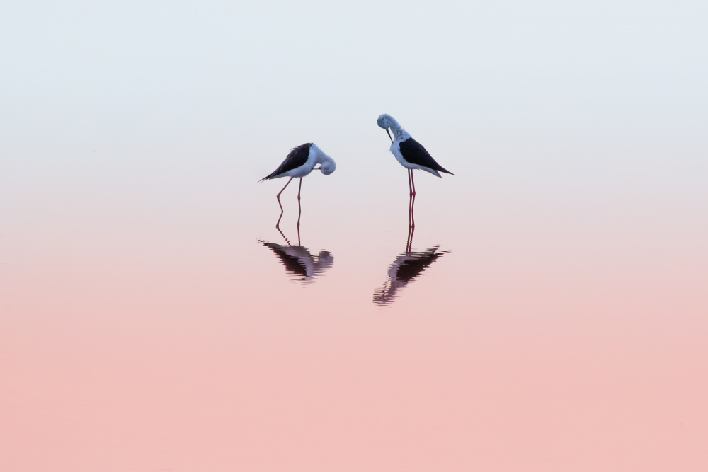 Two Black Winged Stilts von Natalia Rublina