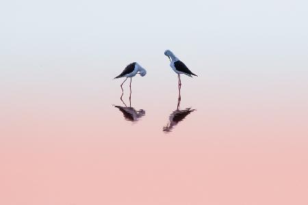 Two Black Winged Stilts