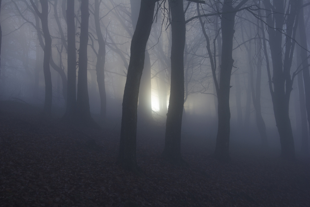 Deep in the forest von Nataša Cvetković