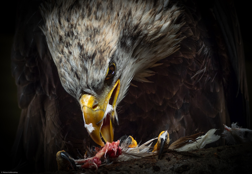 American Eagle...dinnertime. von Natascha Worseling