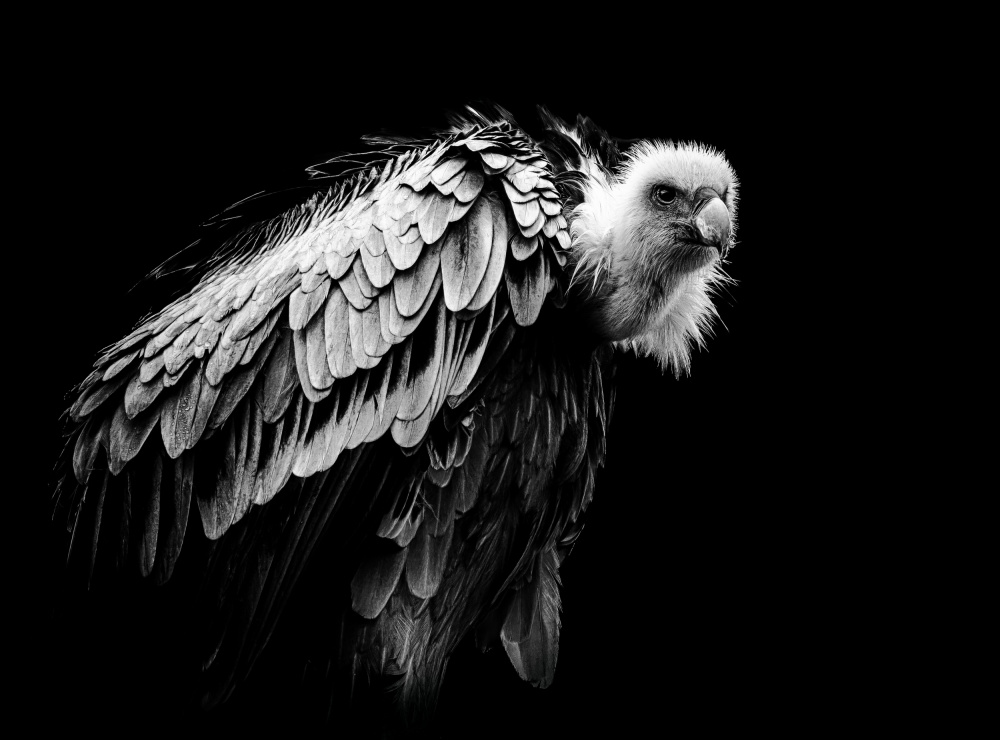 The Vulture von Natascha Worseling