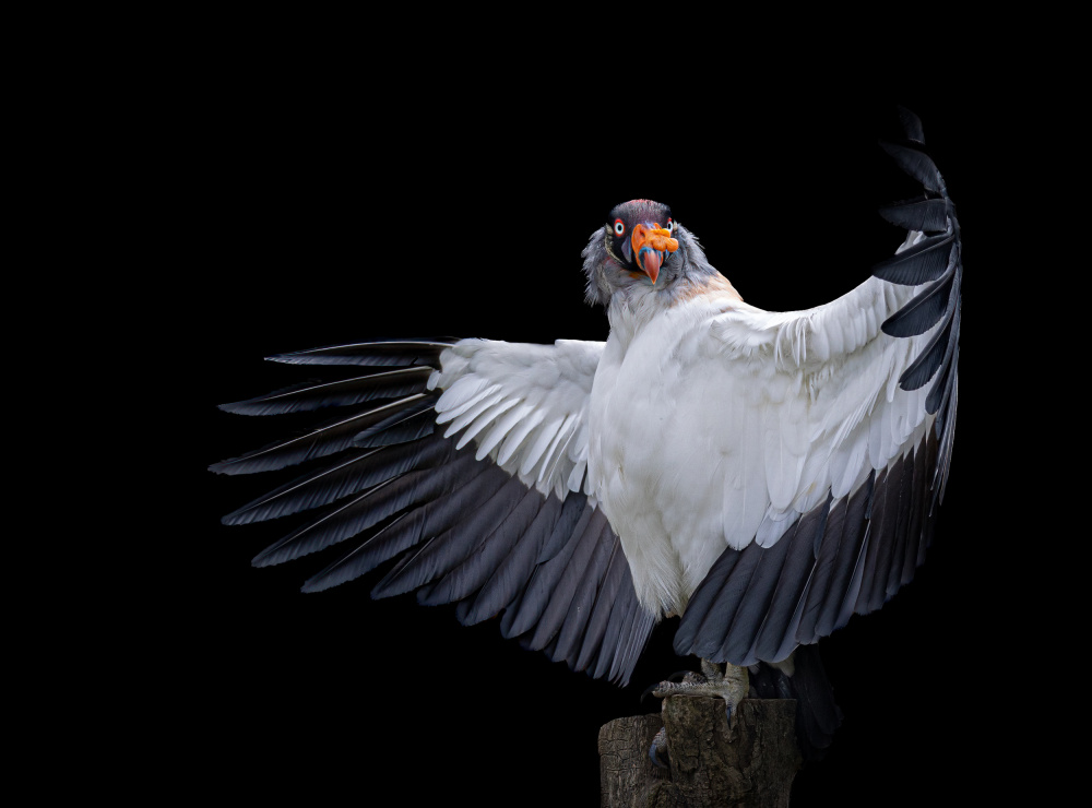 The King Vulture.... von Natascha Worseling