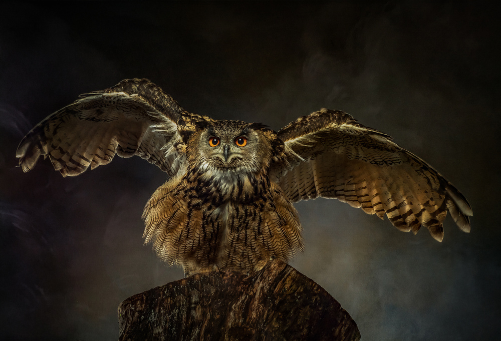 European Eagle Owl von Natascha Worseling