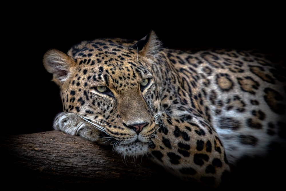 Leopard resting von Nauzet Baez Photography