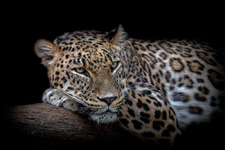 Leopard resting