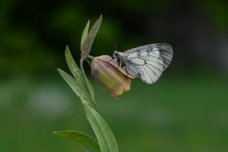 Dumanlı Apollo