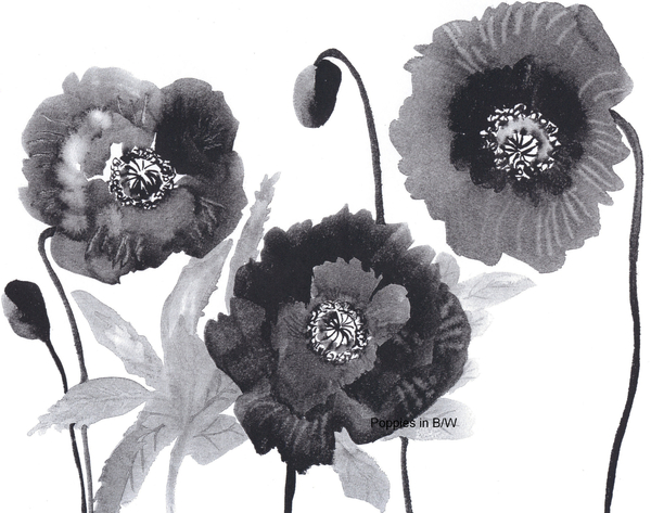 Poppies in Black and white von Neela Pushparaj