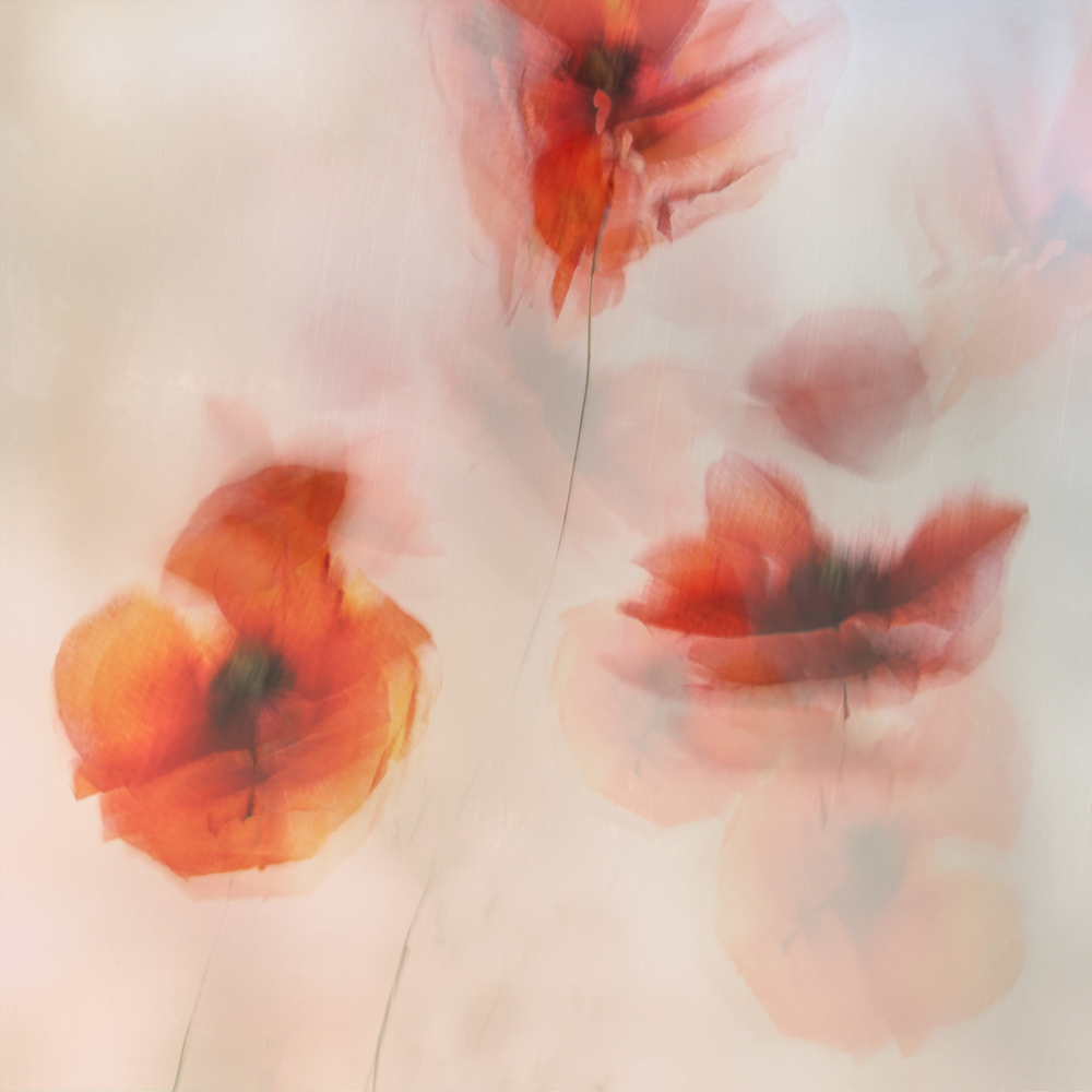 Painted poppies von Nel Talen