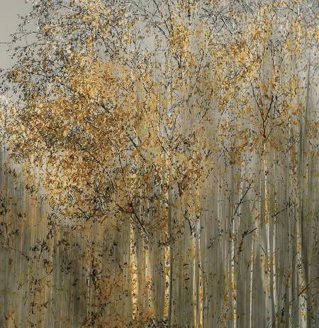 Birch impression