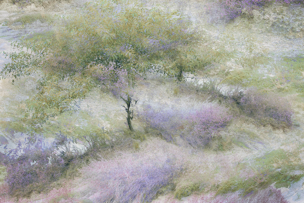 Flowering heather von Nel Talen