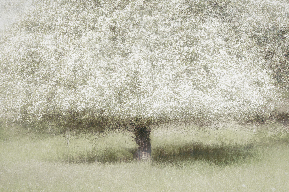 In the backyard von Nel Talen