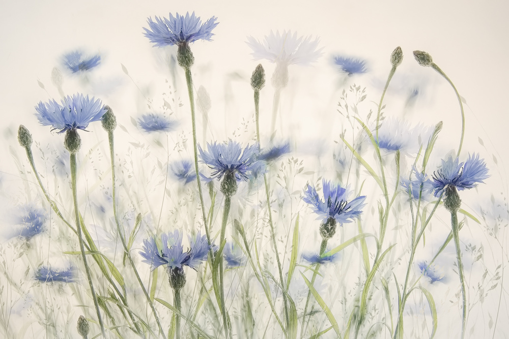 Cornflowers von Nel Talen