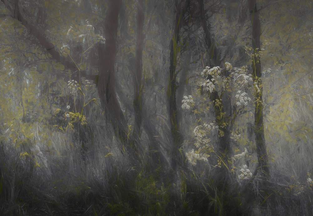 Cow parsley von Nel Talen