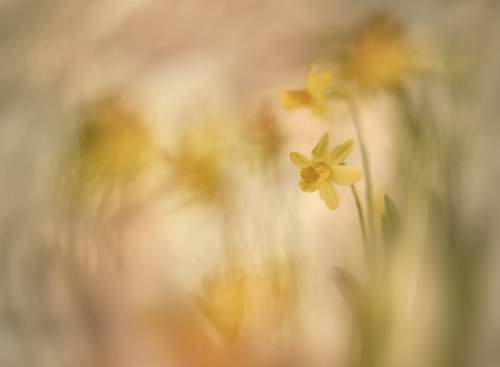 Daffodils von Nel Talen