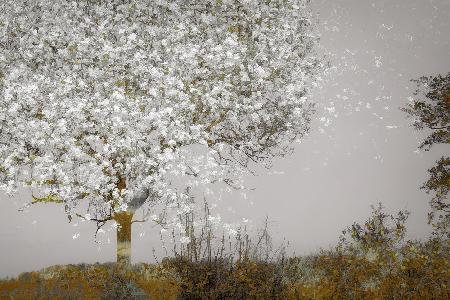 Fruit tree