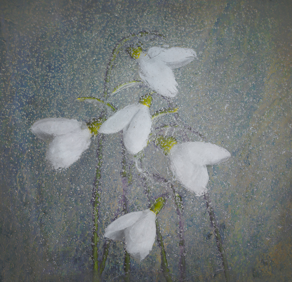 Snowdrops von Nel Talen