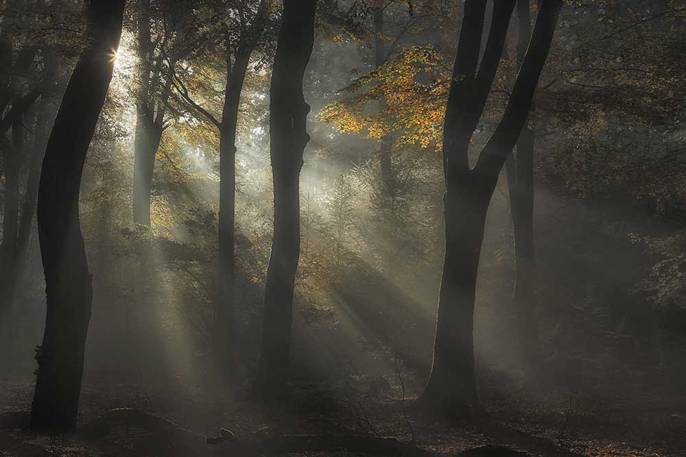 Sonnenstrahl von Nel Talen