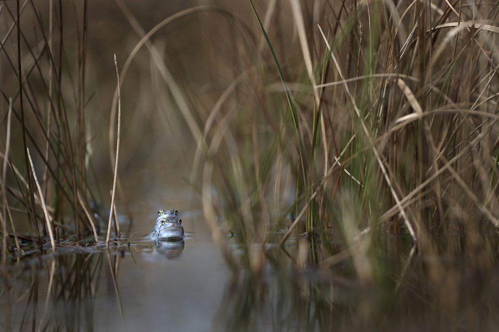 Two frogs von Nel Talen