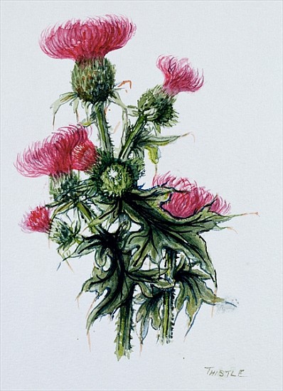 Scottish thistle  von Nell  Hill