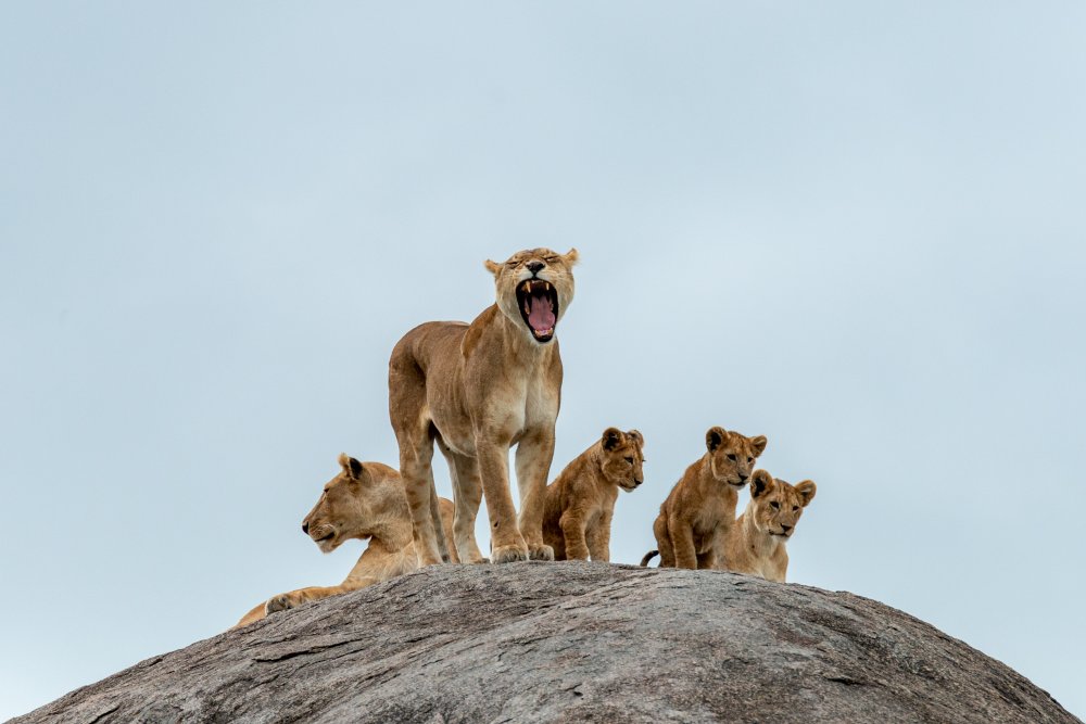 The family von Neta Dekel