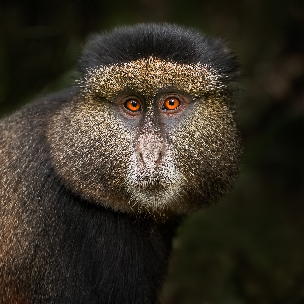 Golden Monkey in the Volcanoes National Park, Rwanda. von Neville Jones