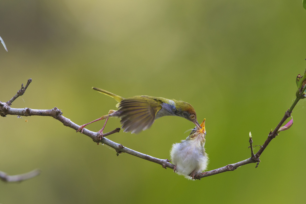 Breakfast von Nghia Nguyen Huu