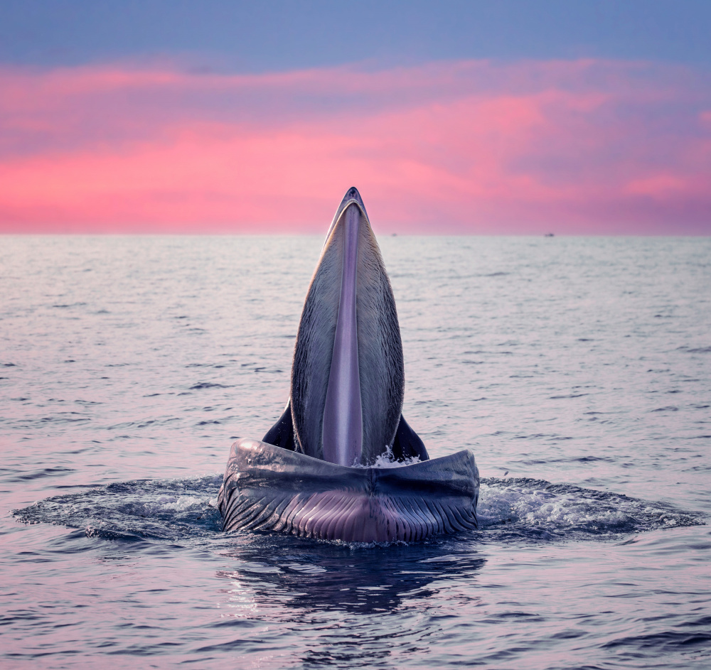 Brydes Whale Jaws von Nguyen Tan Tuan