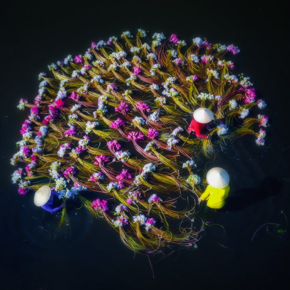 Girls washing water lilies von Nguyen Tan Tuan