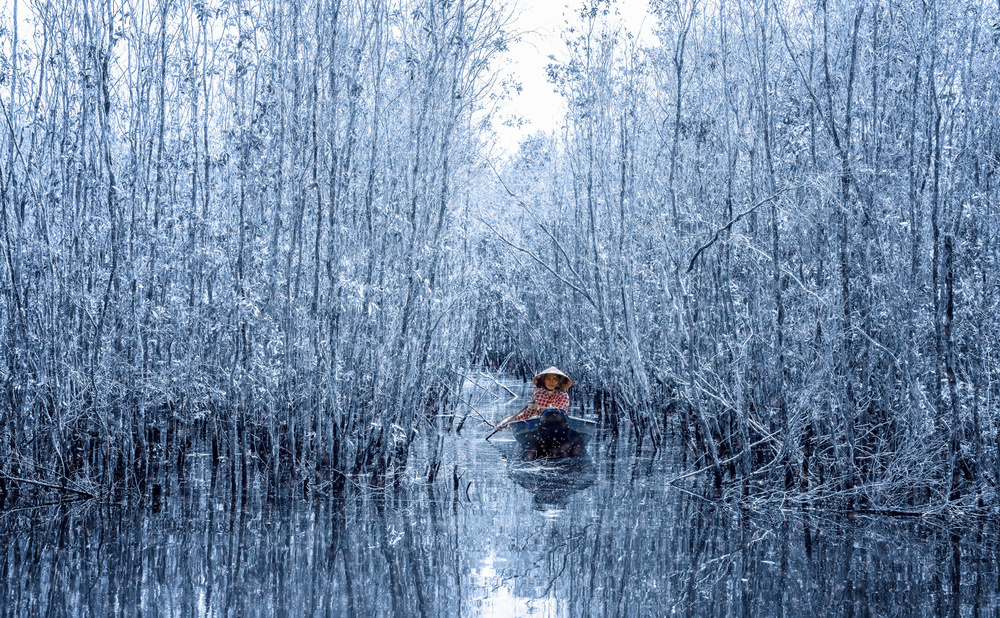 Melaleuca forest in winter von Nguyen Tan Tuan