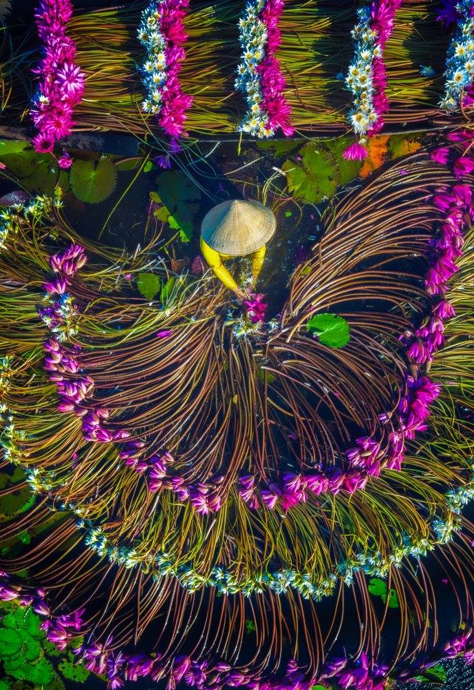 Harvesting water lilies von Nguyen Tan Tuan