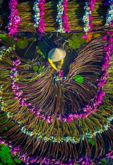 Harvesting water lilies