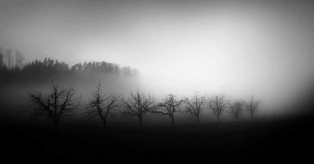 Trees in the mist von Nic Keller