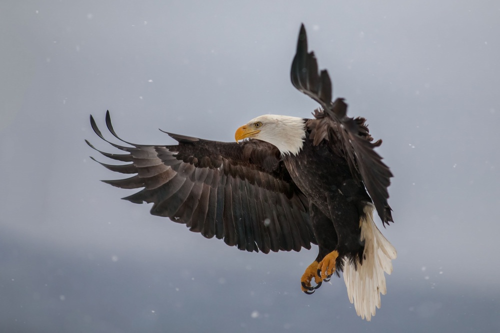 Eagle &amp; Snowflakes von Nick Kalathas