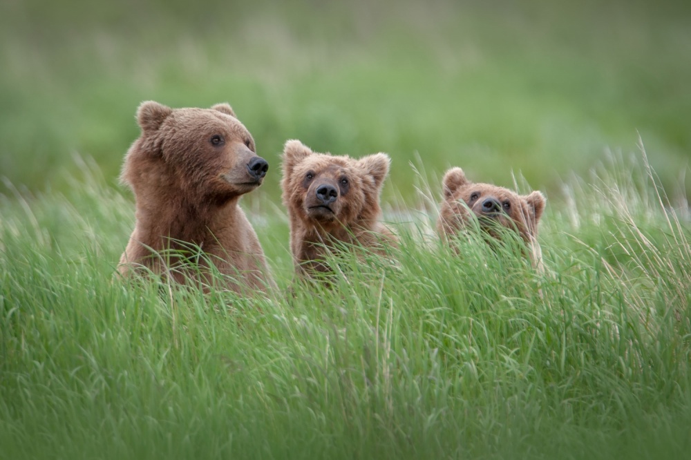 Looking for Goldilocks von Nick Kalathas