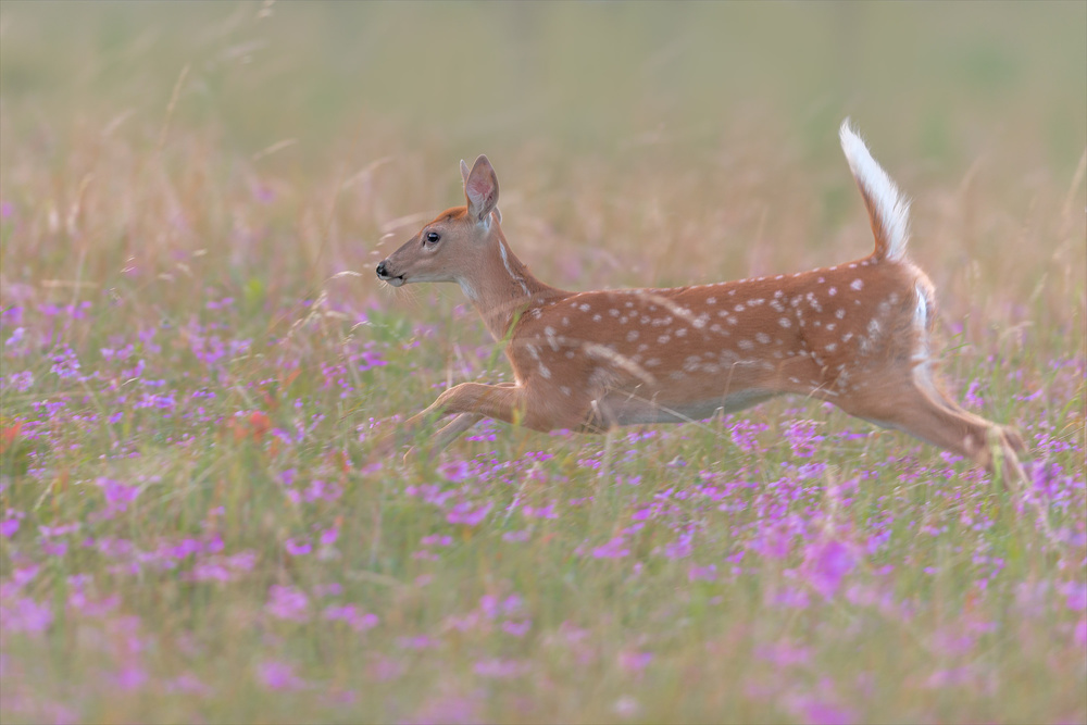 Fields of Flowers von Nick Kalathas