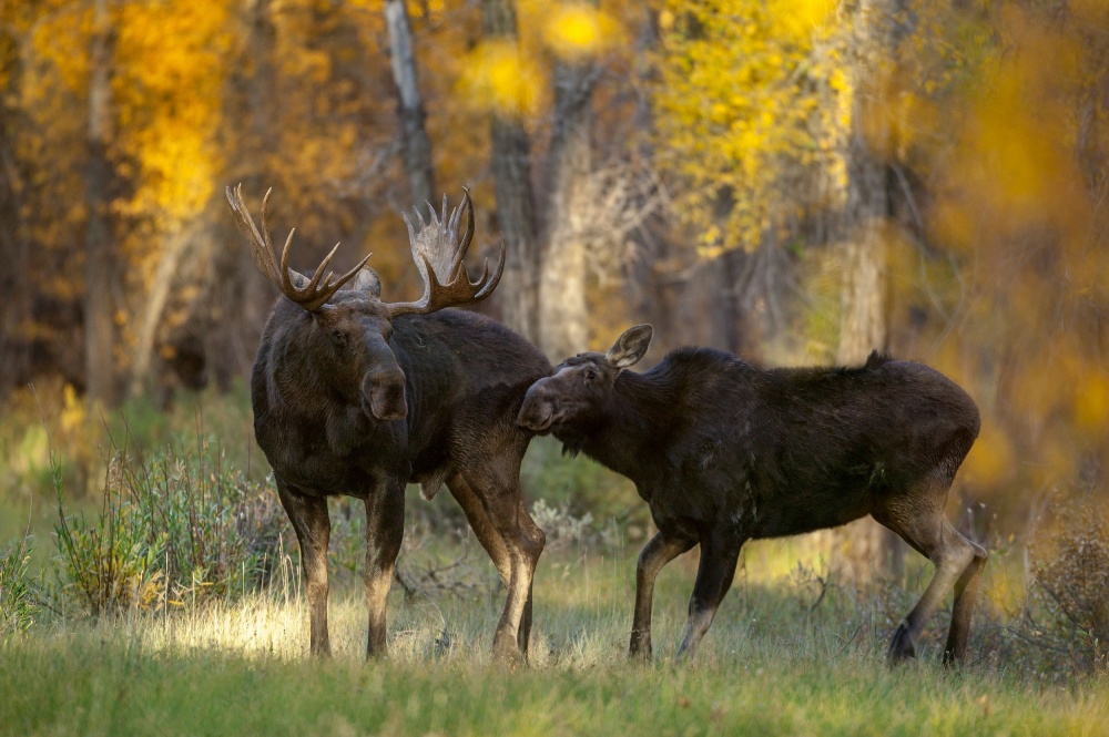 Moose Love von Nick Kalathas